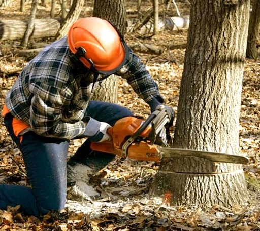 Tree Removal in Fort Oglethorpe, GA
